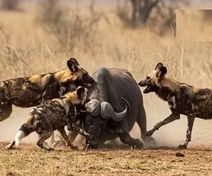 بدایع حیات وحش؛ کفتارهای زالوصفت مثل کنه چسبیدن به بوفالو نفله اش کردن بلعیدن