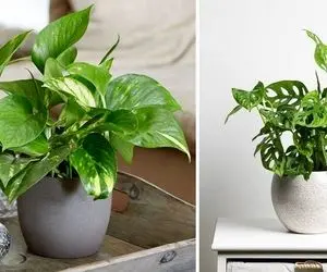 چه موقع باید گلدان پتوس رو عوض کنیم؟ قلب قلبی خوشگلی که خونه بزرگ دوست نداره