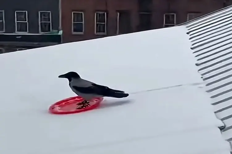 معماری طبیعت؛ فک کنم این کلاغه آدمه الکی ادا درمیاره بشقاب گذاشته زیرش اسکی سواری کنه