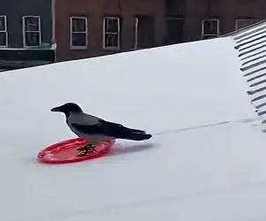 معماری طبیعت؛ فک کنم این کلاغه آدمه الکی ادا درمیاره بشقاب گذاشته زیرش اسکی سواری کنه