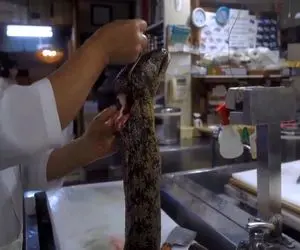 غذای دریایی ؛ مارماهی زنده زنده برای خوراک لذیذ آماده شد ؛ جون دادنش چه دلخراشه