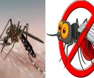 تابستونا از دست پشه ها ذله میشی؟ اینا رو اگه انجام بدی، امسال گودبای پارتی پشه میگیری 