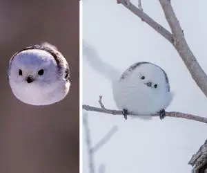 آن روی طبیعت وحشی؛ پرنده‌ای شبیه گلوله برف که دلت میخواد فقط نازش کنی