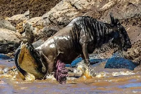 مستند حیات وحش؛ کل یالدار بین دهن گرسنه تمساح ها گیر افتاد و جان تسلیم کرد