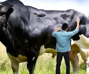 فرآوری گاو؛ گاو پرورش دادن همش گوشت و عضله درهم تنیده است دریغ از یک پره چربی