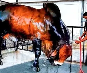 گاوهای باورنکردنی؛ 1000کیلو شیر از گاو عضلانی دوشیدن به چهارمیخ کشیدن از آتیش رد کردن