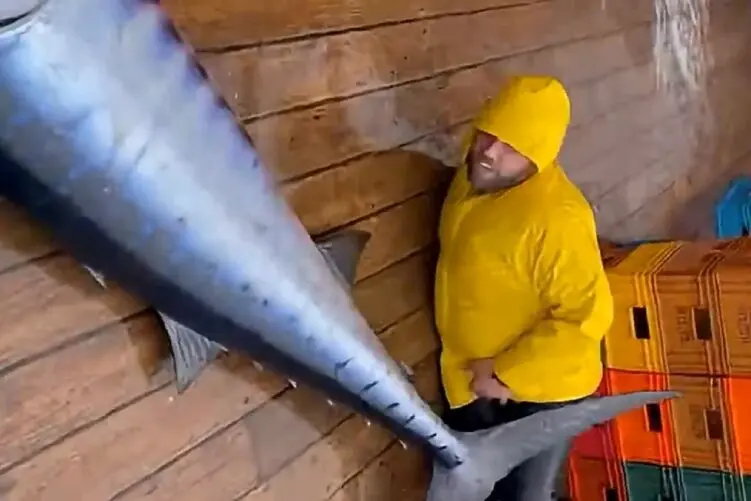 (ویدیو) مرد از همه جا بیخیر روی عرشه توسط موج ها که اره ماهی را به سرش کوبیدن شوکه شد