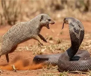 حیات وحش مصنوعی / کشتی لاطائل مار و مانگوس زرد برای شکاندن شاخ دیگری