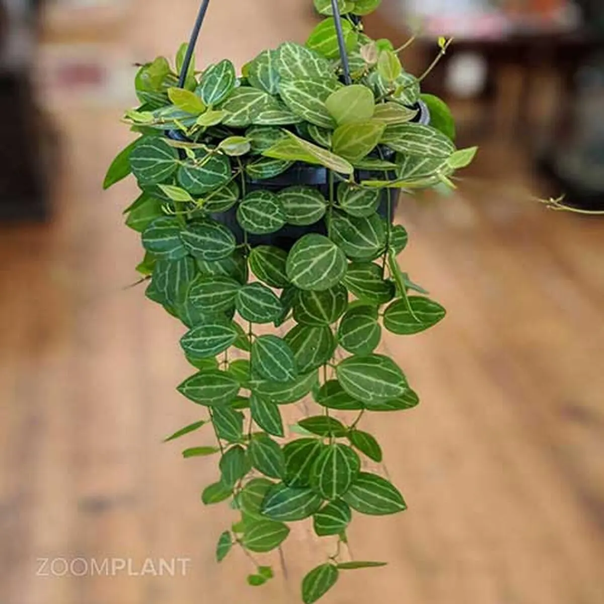 dischidia-ovata-10