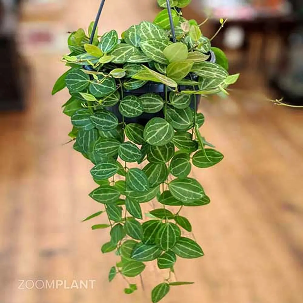 dischidia-ovata-10