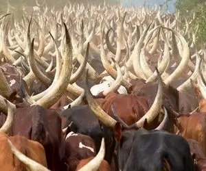 گاوهای باورنکردنی؛ تو هلند گاو خوش رنگ و لعاب پر شیر پروار کردن با 20 متر شاخ