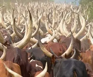 گاوهای باورنکردنی؛ تو هلند گاو خوش رنگ و لعاب پر شیر پروار کردن با 20 متر شاخ