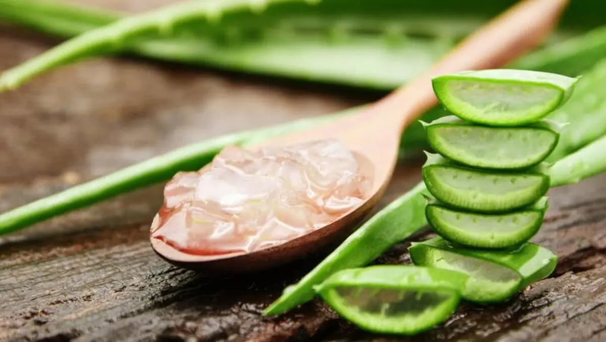 Aloe-vera