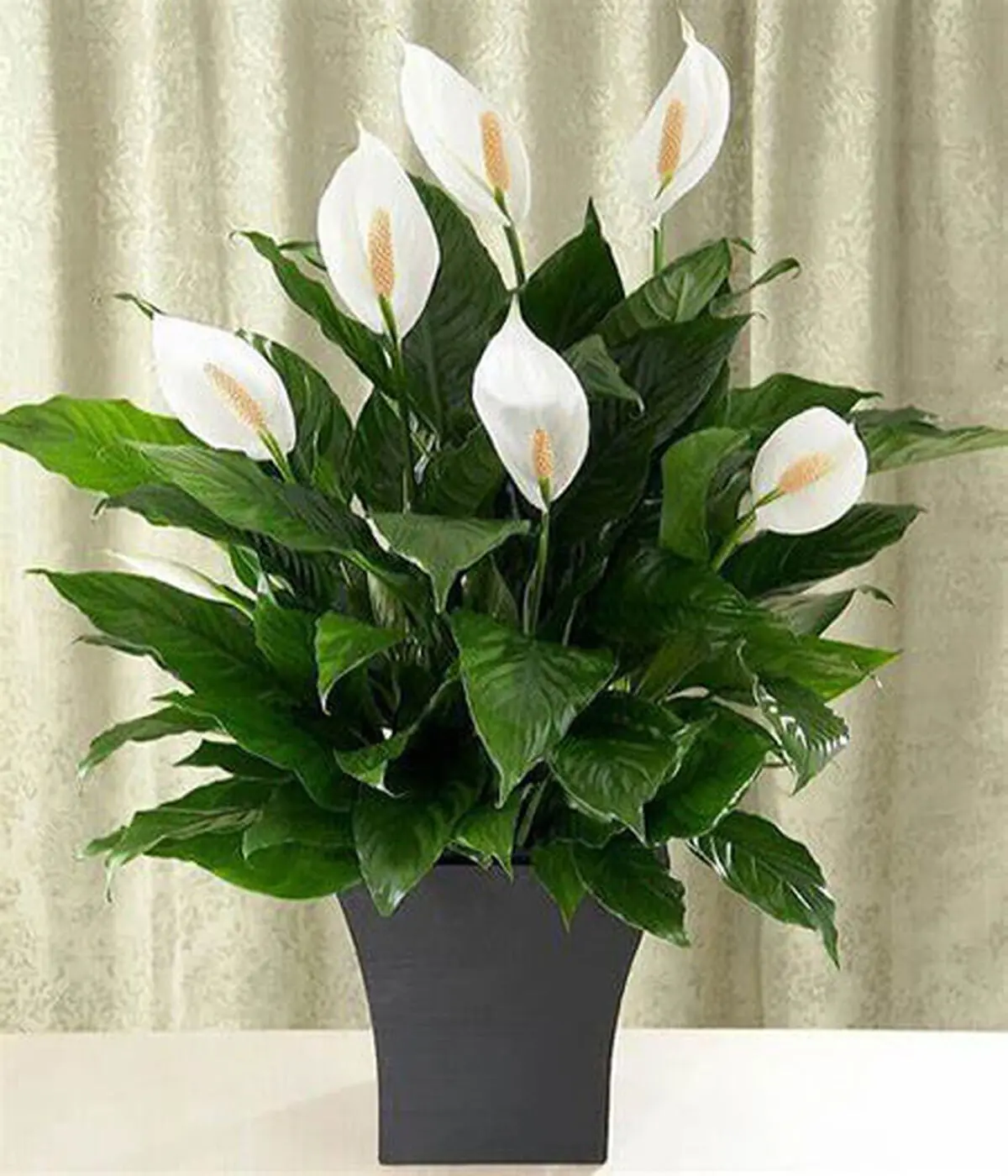 اسپاتی فیلوم
