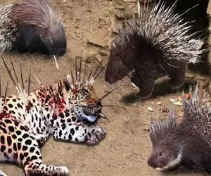 جذابیت حیات وحش؛ پلنگ در راه هوسش شرحه شد