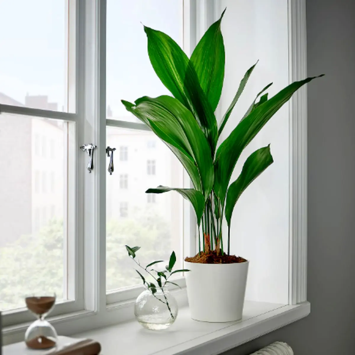 Aspidistra-plant-3