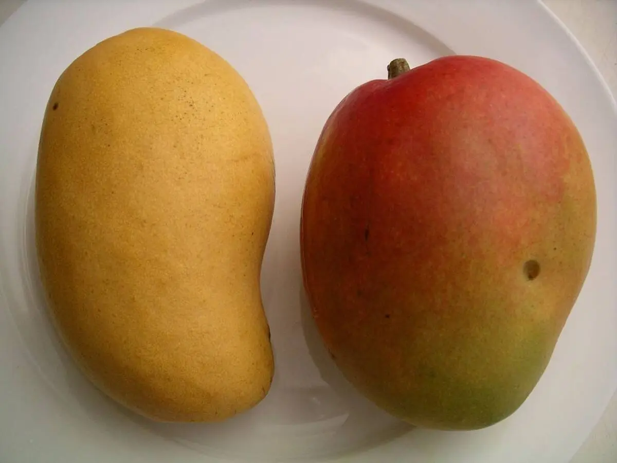 choux-choux-095