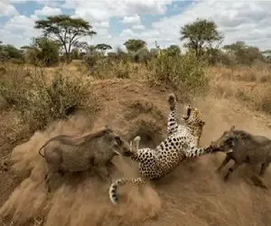 مستند حیات وحش؛ گرازها سزای پلنگ رو بهش میدن