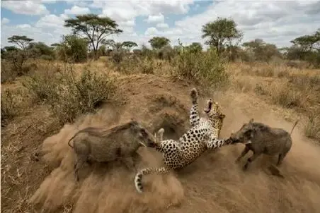 مستند حیات وحش؛ گرازها سزای پلنگ رو بهش میدن