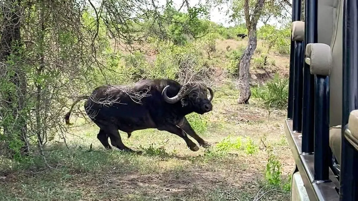 Clever-Lioness-Outsmarts-A-Buffalo-5-1024x576-ezgif.com-webp-to-jpg-converter