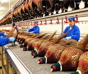 فرآوری قرقاول؛ از جوجه تا سلاخخونه، قصه خونین تجارت قرقاول در آمریکا