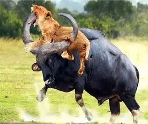 جذابیت حیات وحش؛ بوفالو ضحاک یجور شیر مفلوک شرحه کرد تا هفت نسل یادشون بمونه 