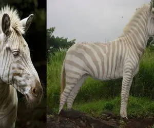 عجایب روزگار؛ موقع ساخت این گورخر دستش آردی بوده حالا اسب راه‌راه یا گورخر!