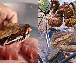 غذای چندش؛ زهر مار میگیرن پوستشو درمیارن ریز شده سرخ میکنن با گوشتش سرو میکنن