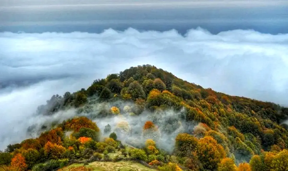 جنگل الیمستان، آمل