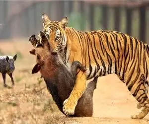 مستند حیات وحش؛ ببر قسی القلبانه گراز پدرو جلو خانواده اش تشریح کرد