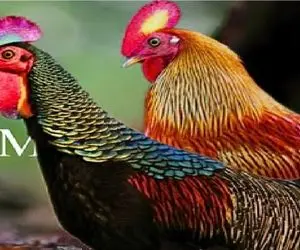 کارخانه حیوانات؛ ژن طاووس و خروس ترکیب زدن برای تولد نوعی منحصر بفرد