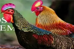 کارخانه حیوانات؛ ژن طاووس و خروس ترکیب زدن برای تولد نوعی منحصر بفرد