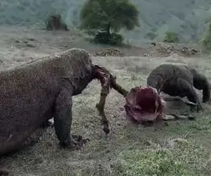 مستند حیات وحش؛ عناد بی امان کومودو های قسی القلب منجر به دو نیم شدن بره شد