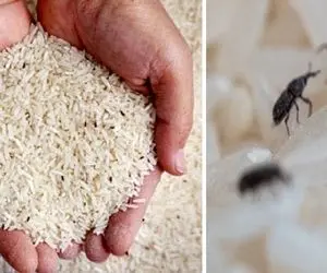 داخل کیسه برنج چشمت میوفته به شپشک و قلبت وایمیسته؟ نترس ترفندای از بین بردنش اینجاست