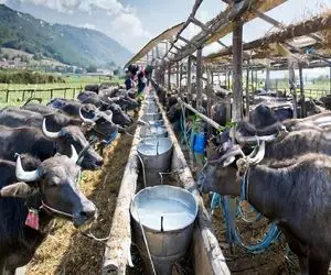 کارخانه حیوانات؛ بوفالوها رو پرورش میدن تا ازشون پنیر منحصر به فرد لذیذ به عمل بیارن