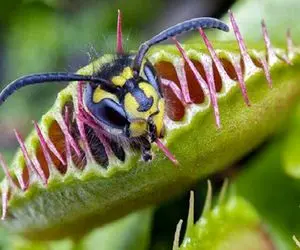 آن روی طبیعت وحشی؛ آدمها گیاه‌خوار شدن و گیاهان گوشت‌خوار شدن! 