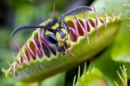 آن روی طبیعت وحشی؛ آدمها گیاه‌خوار شدن و گیاهان گوشت‌خوار شدن! 