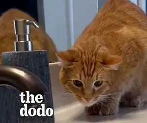 با پدر خراب کارترین گربه جهان که یک پسر جوان است آشنا شوید!