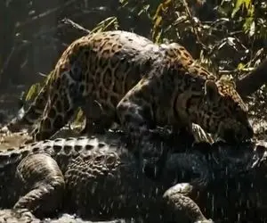 مستند حیات وحش؛ کروکودیل زخمی تر از آن بود که در برابر دندان های جگوار مقاومت کند