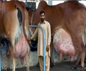 گاوهای باورنکردنی؛ گاو حیوونکی انقدر شیر داره تلو تلو میخوره موقع راه رفتن