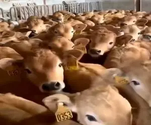 دامداری نوین؛ گوساله ها رو ول میکنن هر کی مادرشو با بو کشیدن پیدا میکنه شیر میخوره