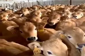 دامداری نوین؛ گوساله ها رو ول میکنن هر کی مادرشو با بو کشیدن پیدا میکنه شیر میخوره