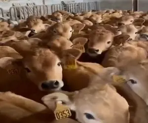 دامداری نوین؛ گوساله ها رو ول میکنن هر کی مادرشو با بو کشیدن پیدا میکنه شیر میخوره