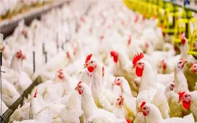 مرغ تریاکی، واقعیت یا شایعه؟