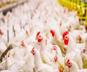 مرغ تریاکی، واقعیت یا شایعه؟