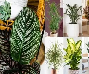 گیاهان آپارتمانی مناسب کم تجربه ها / نگو گل به دستم نمیفته اشتباه انتخاب میکنی میمیرن