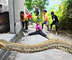 جذابیت های حیات وحش؛ آقاهه رفقای کله خر کوچه تنگ و پیتون غول