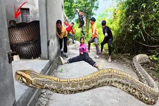 جذابیت های حیات وحش؛ آقاهه رفقای کله خر کوچه تنگ و پیتون غول