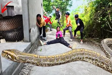 جذابیت های حیات وحش؛ آقاهه رفقای کله خر کوچه تنگ و پیتون غول