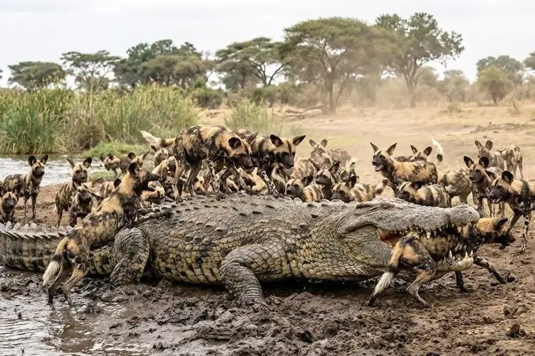 مستند حیات وحش؛ سگ های وحشی؛ کروکودیل